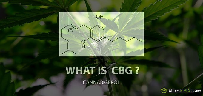 CBG vs CBD: CBG