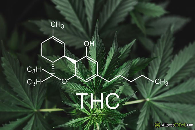 Does CBD Make You Sleepy? Complete Guide (Explained) Does CBD Make You Sleepy? Complete Guide (Explained)