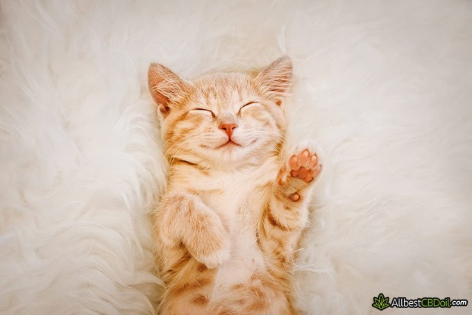 CBD Oil Benefits: adorable kitty CBD Oil Benefits: adorable kitty