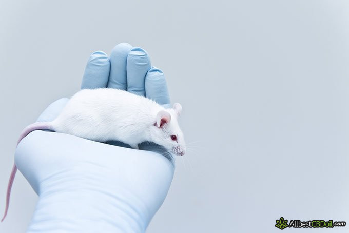CBD Oil Benefits: laboratory rat CBD Oil Benefits: laboratory rat