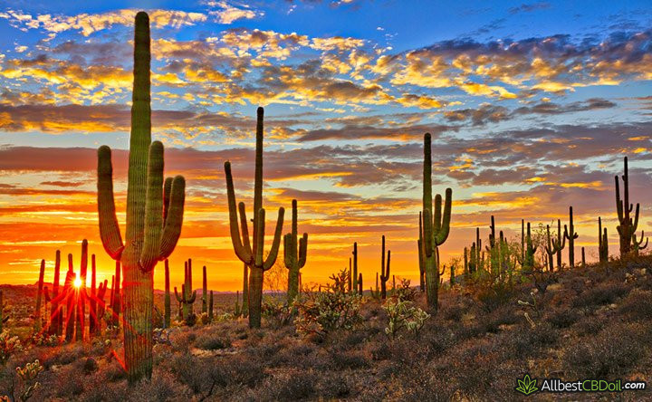 CBD oil Arizona: Arizona Sonoran desert.