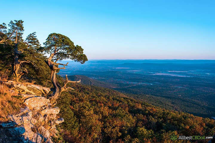 CBD oil Arkansas: a beautiful forest view from up-high.