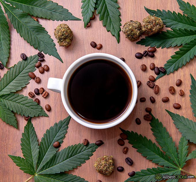 Best CBD coffee: coffee with cannabis sativa plants all around it.