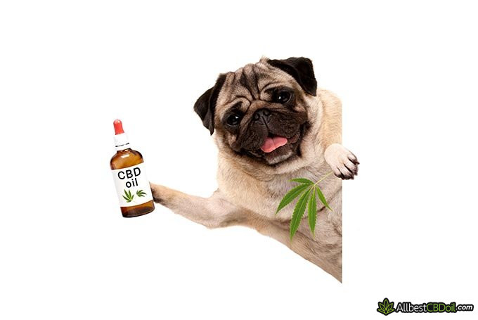 Best CBD oil for dogs: a dog holding a bottle of CBD oil.