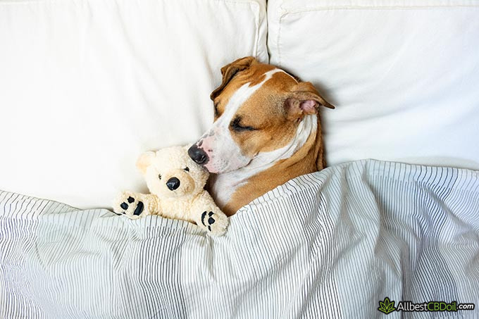 Best CBD oil for dogs: a dog sleeping with a toy next to it.