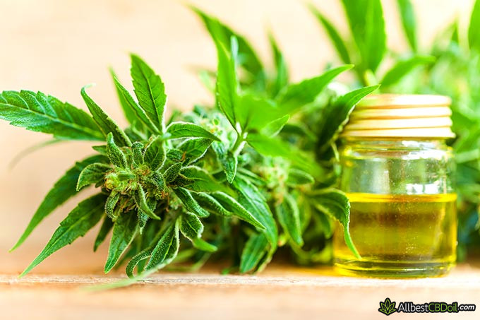 Best CBD oil for diabetes: a hemp plant and a jar of CBD oil.