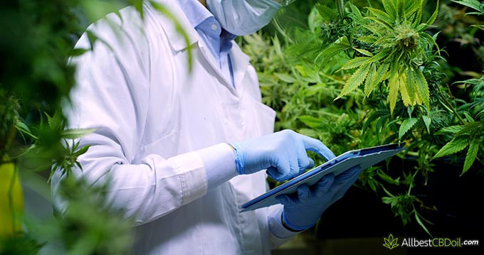 Best CBD oil for pain: a scientist in a hemp field.