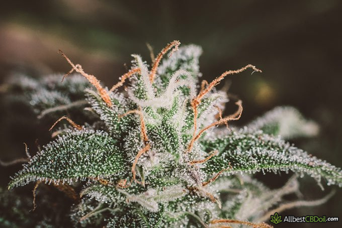 Entourage effect: cannabis resin on the leaves closeup