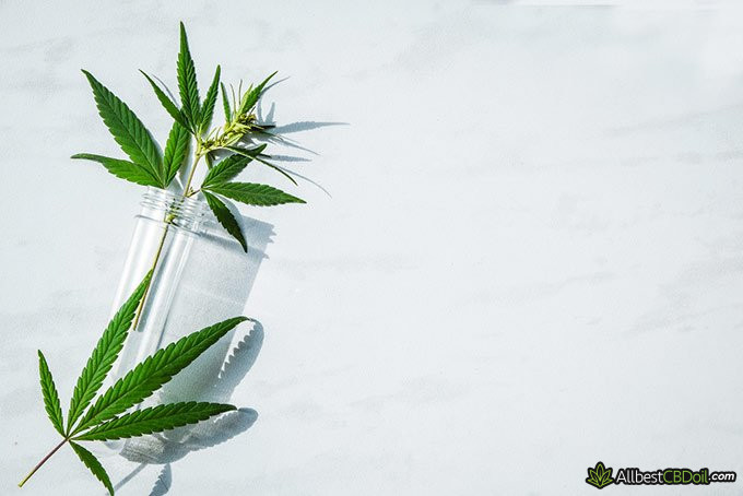 CBD Oil Benefits: minimalistic display of cannabis leaves CBD Oil Benefits: minimalistic display of cannabis leaves