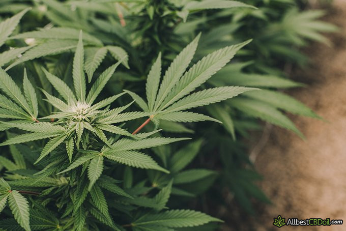 CBD overdose: cannabis plant close-up CBD overdose: cannabis plant close-up