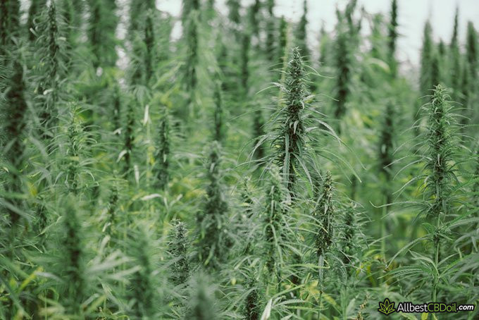 How long does it take for CBD oil to work: industrial hemp field How long does it take for CBD oil to work: industrial hemp field