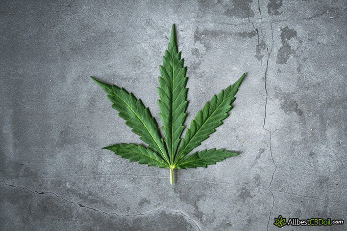 What is CBG: cannabis leaf on grey background