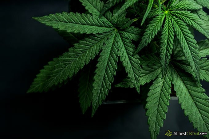cbd vs thc: cannabis plant