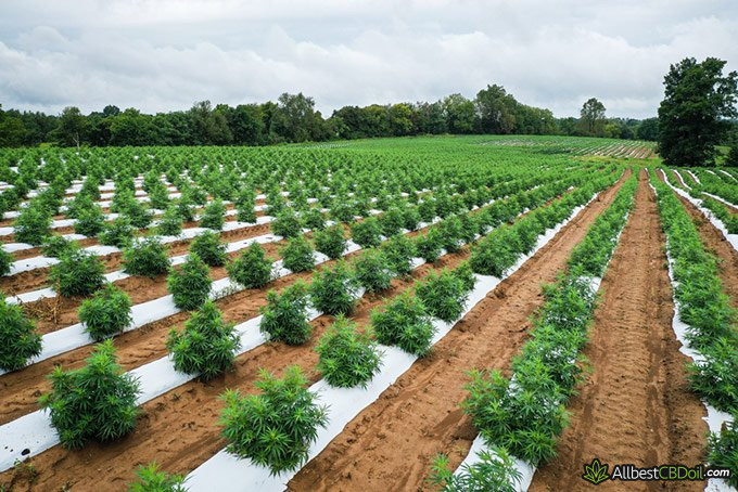 Coronavirus sleep: cannabis Sativa field.