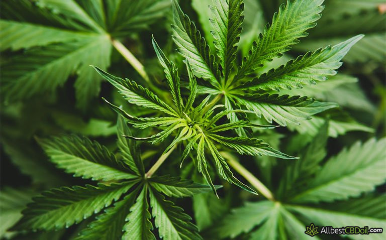 What does CBD feel like: cannabis plant close-up What does CBD feel like: cannabis plant close-up