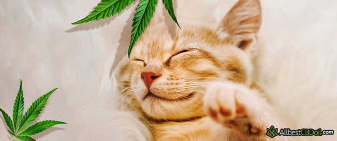 Best CBD oil for cats: cat and hemp.