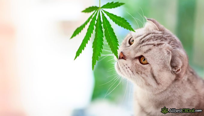 Best CBD oil for cats: cat smelling hemp.