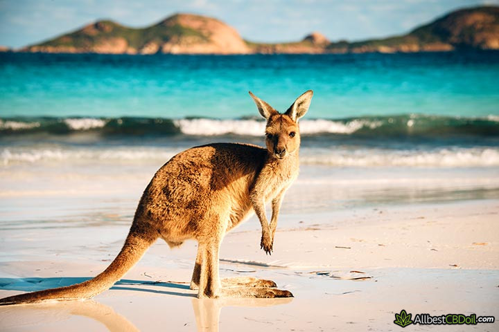 CBD Australia: a kangaroo.
