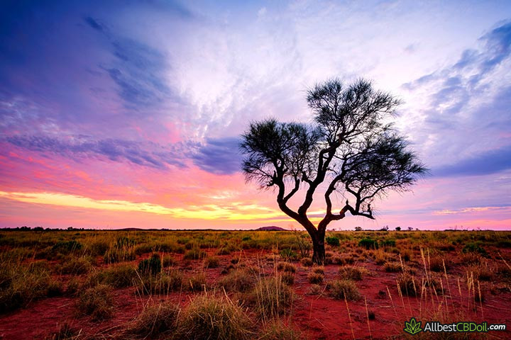 CBD Australia: a tree in Australia.