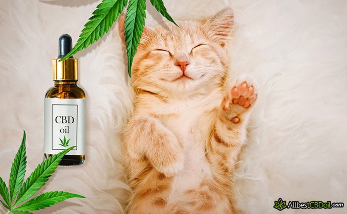 Best CBD oil for cats: a kitten with a CBD bottle near it.