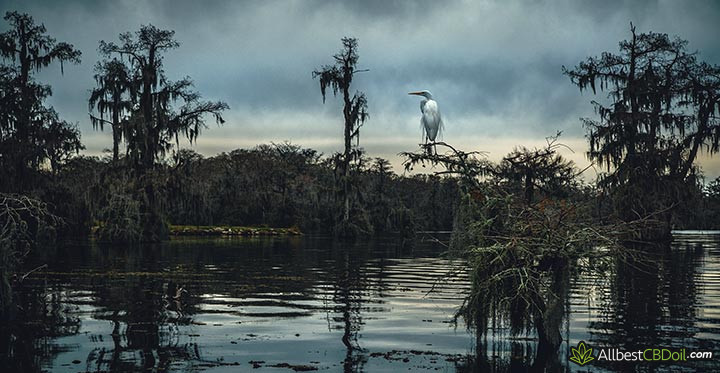 CBD oil in Louisiana: a swamp in Louisiana.
