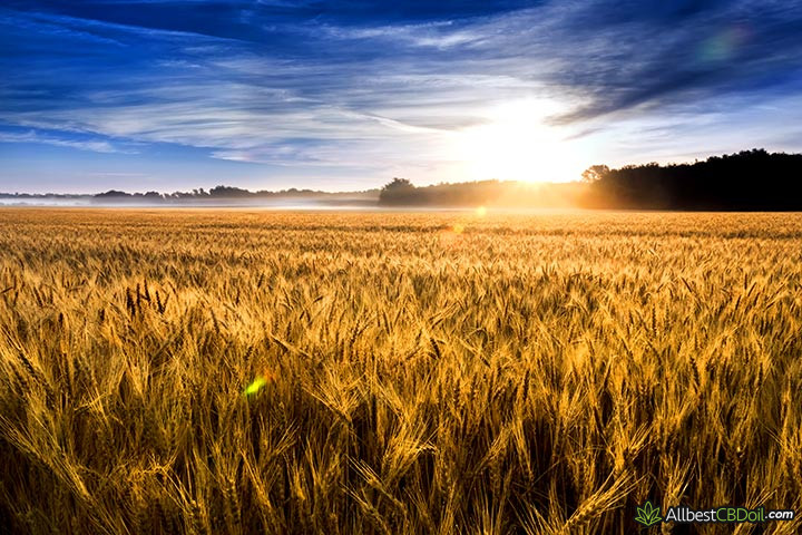 CBD oil Kansas: fields in Kansas.