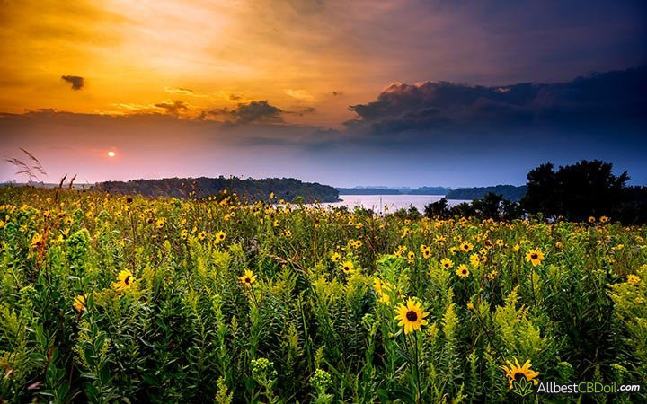 CBD oil MN: a field in Minnesota.