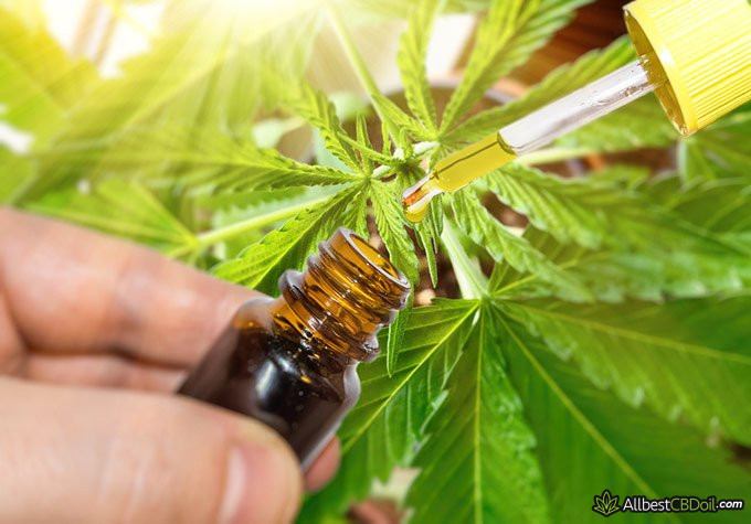 Best CBD oil for inflammation: CBD oil and the hemp plant.