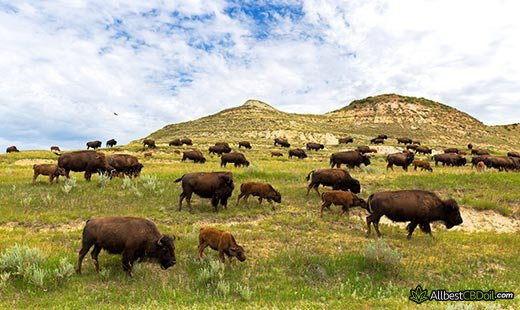 CBD Oil North Dakota: North Dakota state.