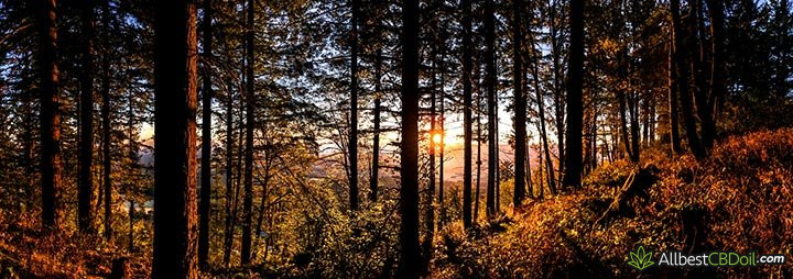 CBD oil Oregon: Bald Peak state park in Oregon.