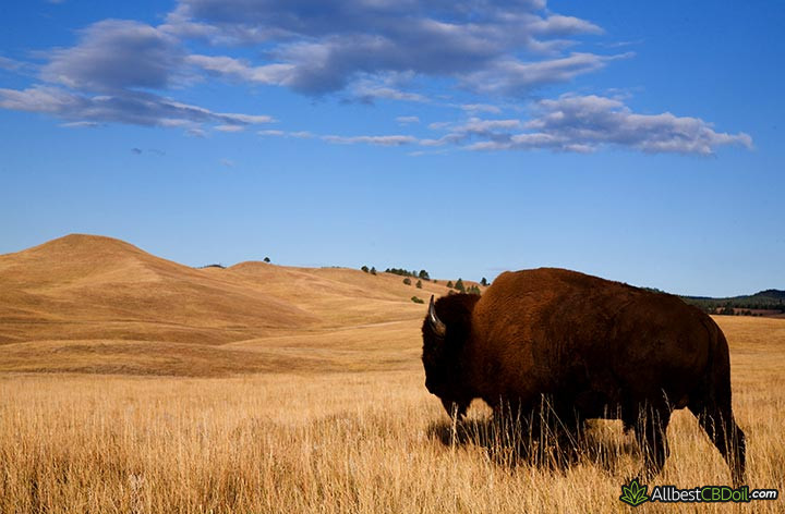CBD oil South Dakota: a bison in a field.