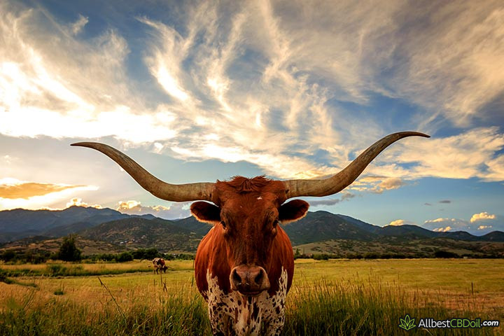 CBD oil Texas: an ox standing in a field.