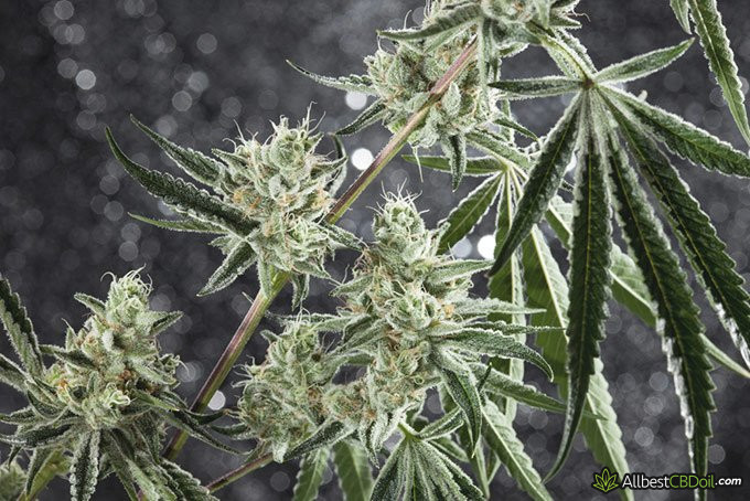 What is CBG: hemp plant in grey background