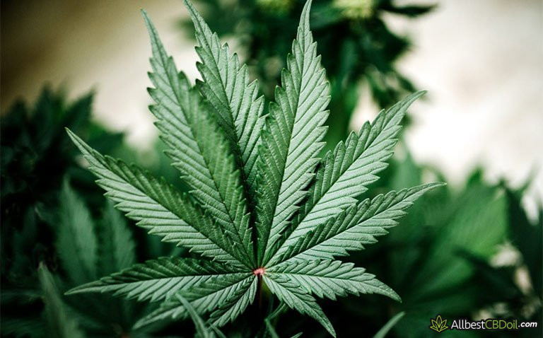 CBD Oil Benefits: big hemp leaf CBD Oil Benefits: big hemp leaf