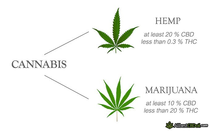 Hemp Oil vs CBD Oil: cannabis species: marijuana and hemp Hemp Oil vs CBD Oil: cannabis species: marijuana and hemp