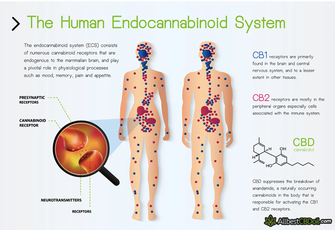 Juniper reviews: CBD effects.