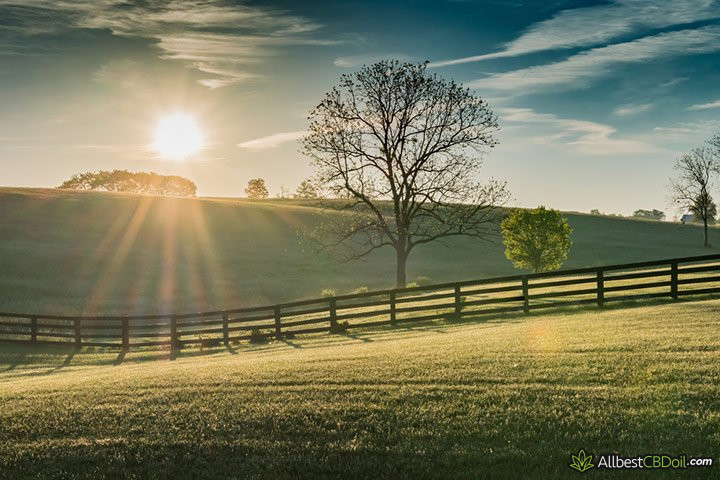 CBD oil Kentucky: Kentucky farm.