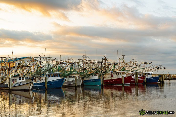 CBD oil Mississippi: boats lined up.