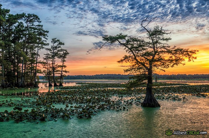 CBD oil Mississippi: Reelfoot lake.