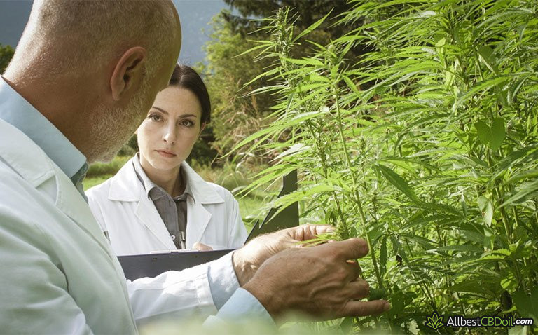 Endocannabinoid System and CBD: researchers in a field of hemp Endocannabinoid System and CBD: researchers in a field of hemp