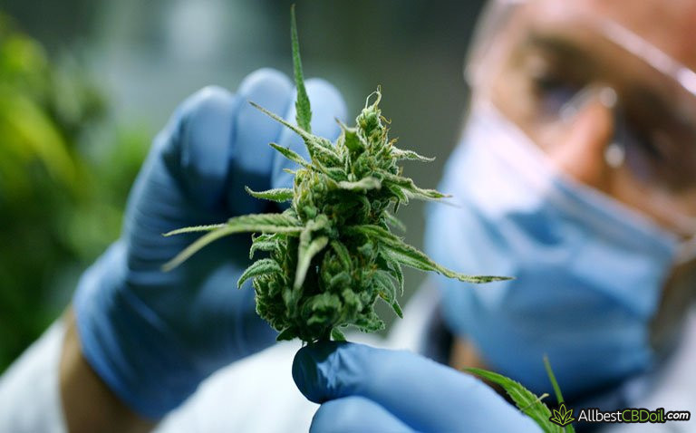 How to Extract CBD: DIY at the Comfort of Your Home How to Extract CBD: DIY at the Comfort of Your Home