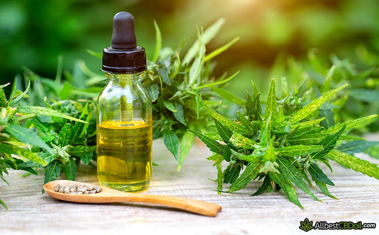 What is CBD: All You Need to Know What is CBD: All You Need to Know