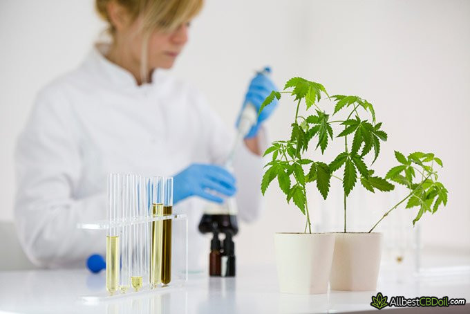 CBD tolerance: woman working with CBD in lab. CBD tolerance: woman working with CBD in lab.