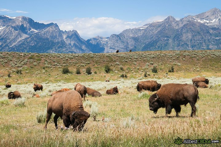 CBD oil Wyoming: Wyoming National Park.